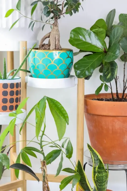 green plant on brown pot
