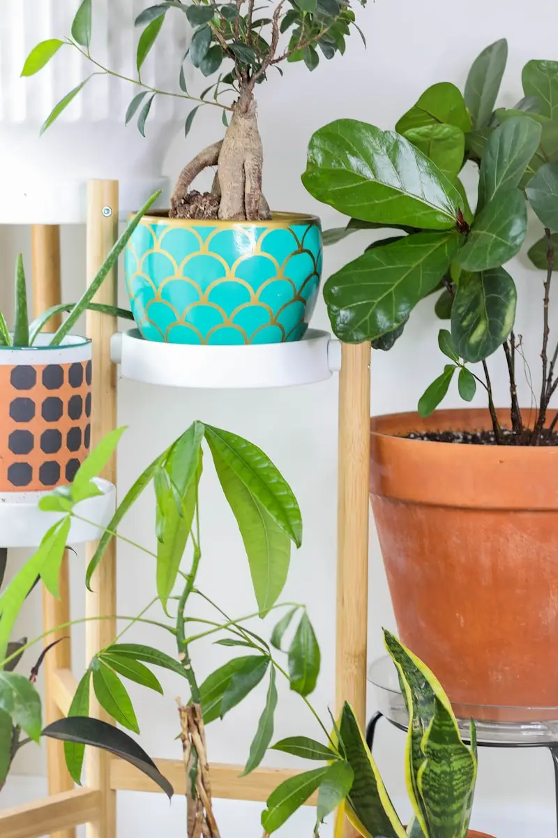 green plant on brown pot